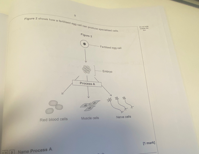 Flgure 2 shows how a fertilised egg cell can produc 
Do not with 
, 2 Name Process A. _[1 mark]