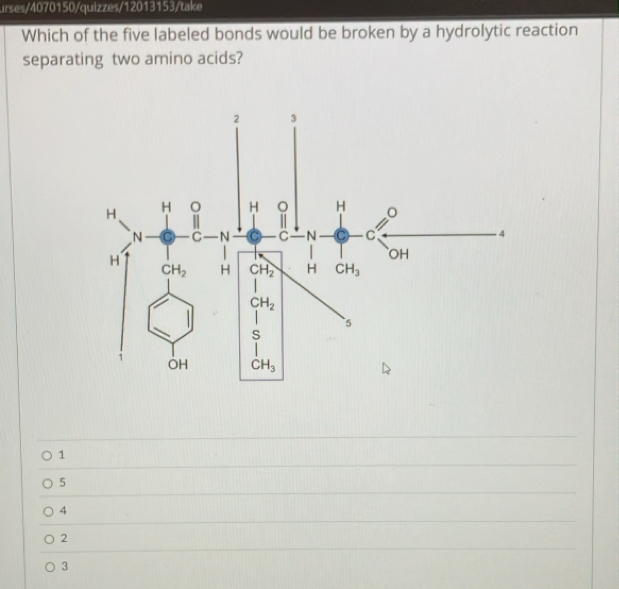 urses/4070150/quizzes/12013153/take
Which of the five labeled bonds would be broken by a hydrolytic reaction
separating two amino acids?
1
5
4
2
3