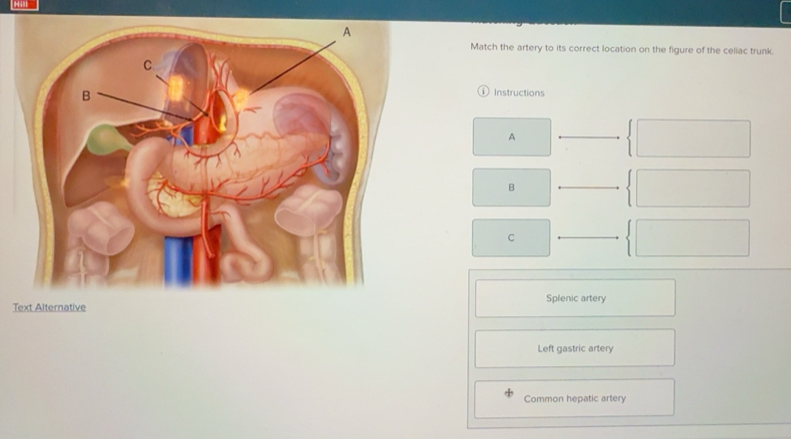 Solved: Match the artery to its correct location on the figure of the ...