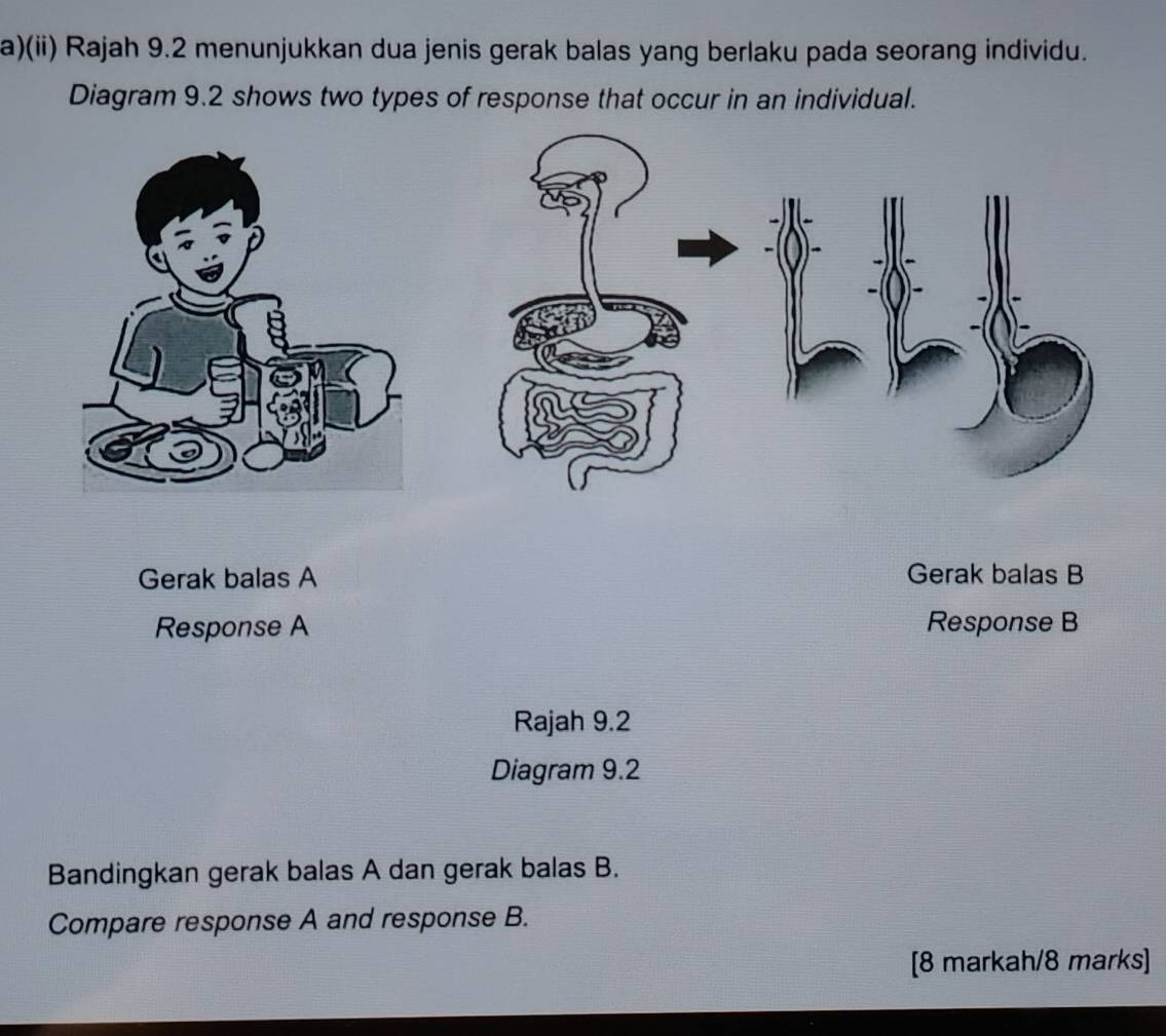 (ii) Rajah 9.2 menunjukkan dua jenis gerak balas yang berlaku pada seorang individu. 
Diagram 9.2 shows two types of response that occur in an individual. 
Gerak balas A Gerak balas B 
Response A Response B 
Rajah 9.2 
Diagram 9.2 
Bandingkan gerak balas A dan gerak balas B. 
Compare response A and response B. 
[8 markah/8 marks]