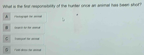 What is the first responsibility of the hunter once an animal has been shot?
A Photograph the sncoud
8 Search for the sned
C Traespuel the anmad
D Field deess the anmed