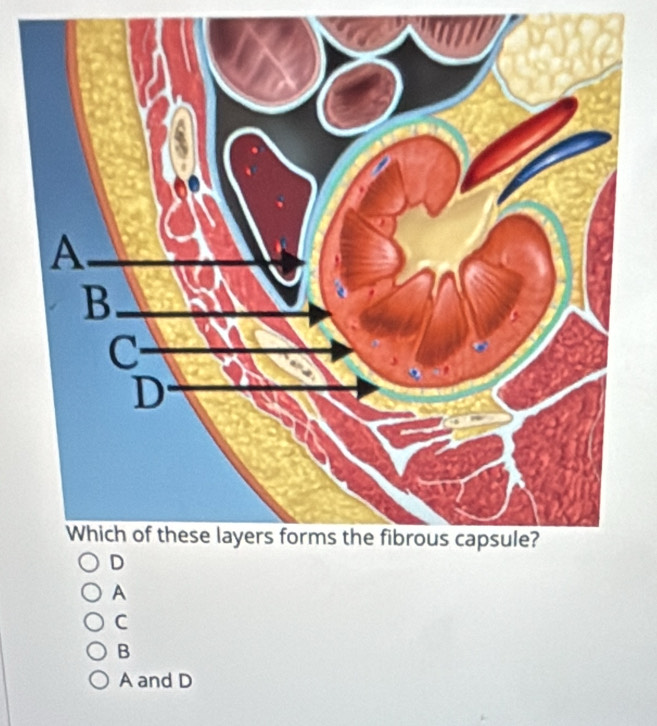 A
C
B
A and D