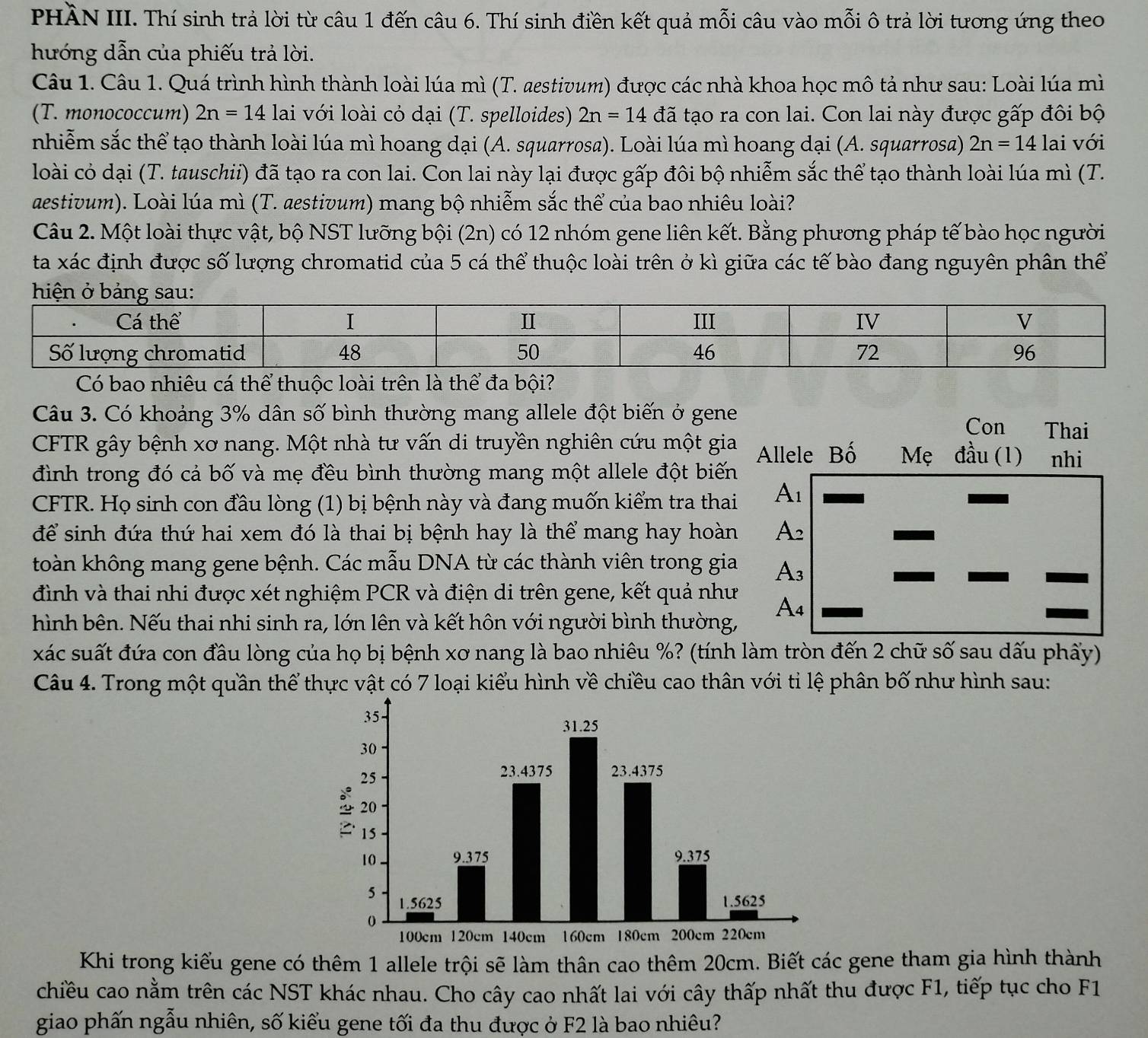 PHÀN III. Thí sinh trả lời từ câu 1 đến câu 6. Thí sinh điền kết quả mỗi câu vào mỗi ô trả lời tương ứng theo
hướng dẫn của phiếu trả lời.
Câu 1. Câu 1. Quá trình hình thành loài lúa mì (T. aestivum) được các nhà khoa học mô tả như sau: Loài lúa mì
(T. monococcum) 2n=14 lai với loài cỏ dại (T. spelloides) 2n=14 đã tạo ra con lai. Con lai này được gấp đôi bộ
nhiễm sắc thể tạo thành loài lúa mì hoang dại (A. squarrosa). Loài lúa mì hoang dại (A. squarrosa) 2n=14 lai với
loài có dại (T. tauschii) đã tạo ra con lai. Con lai này lại được gấp đôi bộ nhiễm sắc thể tạo thành loài lúa mì (T.
aestivum). Loài lúa mì (T. aestivum) mang bộ nhiễm sắc thể của bao nhiêu loài?
Câu 2. Một loài thực vật, bộ NST lưỡng bội (2n) có 12 nhóm gene liên kết. Bằng phương pháp tế bào học người
ta xác định được số lượng chromatid của 5 cá thể thuộc loài trên ở kì giữa các tế bào đang nguyên phân thể
Có bao nhiêu cá thể thuộc loài trên là thể đa bội?
Câu 3. Có khoảng 3% dân số bình thường mang allele đột biến ở gene Thai
Con
CFTR gây bệnh xơ nang. Một nhà tư vấn di truyền nghiên cứu một gia Allele Bố Mẹ đầu (1) nhi
đình trong đó cả bố và mẹ đều bình thường mang một allele đột biến
CFTR. Họ sinh con đầu lòng (1) bị bệnh này và đang muốn kiểm tra thai A_1
để sinh đứa thứ hai xem đó là thai bị bệnh hay là thể mang hay hoàn A_2
toàn không mang gene bệnh. Các mẫu DNA từ các thành viên trong gia A_3
đình và thai nhi được xét nghiệm PCR và điện di trên gene, kết quả như A_4
hình bên. Nếu thai nhi sinh ra, lớn lên và kết hôn với người bình thường,
xác suất đứa con đầu lòng của họ bị bệnh xơ nang là bao nhiêu %? (tính làm tròn đến 2 chữ số sau dấu phẩy)
Câu 4. Trong một quần thể thực vật có 7 loại kiểu hình về chiều cao thân với tỉ lệ phân bố như hình sau:
Khi trong kiểu gene có thêm 1 allele trội sẽ làm thân cao thêm 20cm. Biết các gene tham gia hình thành
chiều cao nằm trên các NST khác nhau. Cho cây cao nhất lai với cây thấp nhất thu được F1, tiếp tục cho F1
giao phấn ngẫu nhiên, số kiểu gene tối đa thu được ở F2 là bao nhiêu?