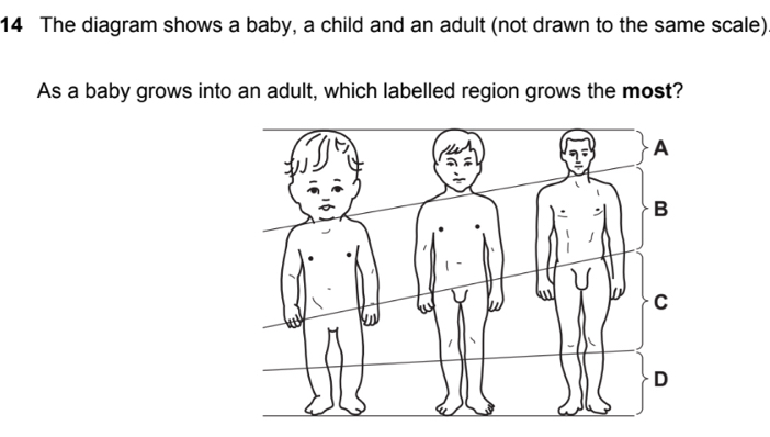 The diagram shows a baby, a child and an adult (not drawn to the same scale) 
As a baby grows into an adult, which labelled region grows the most?