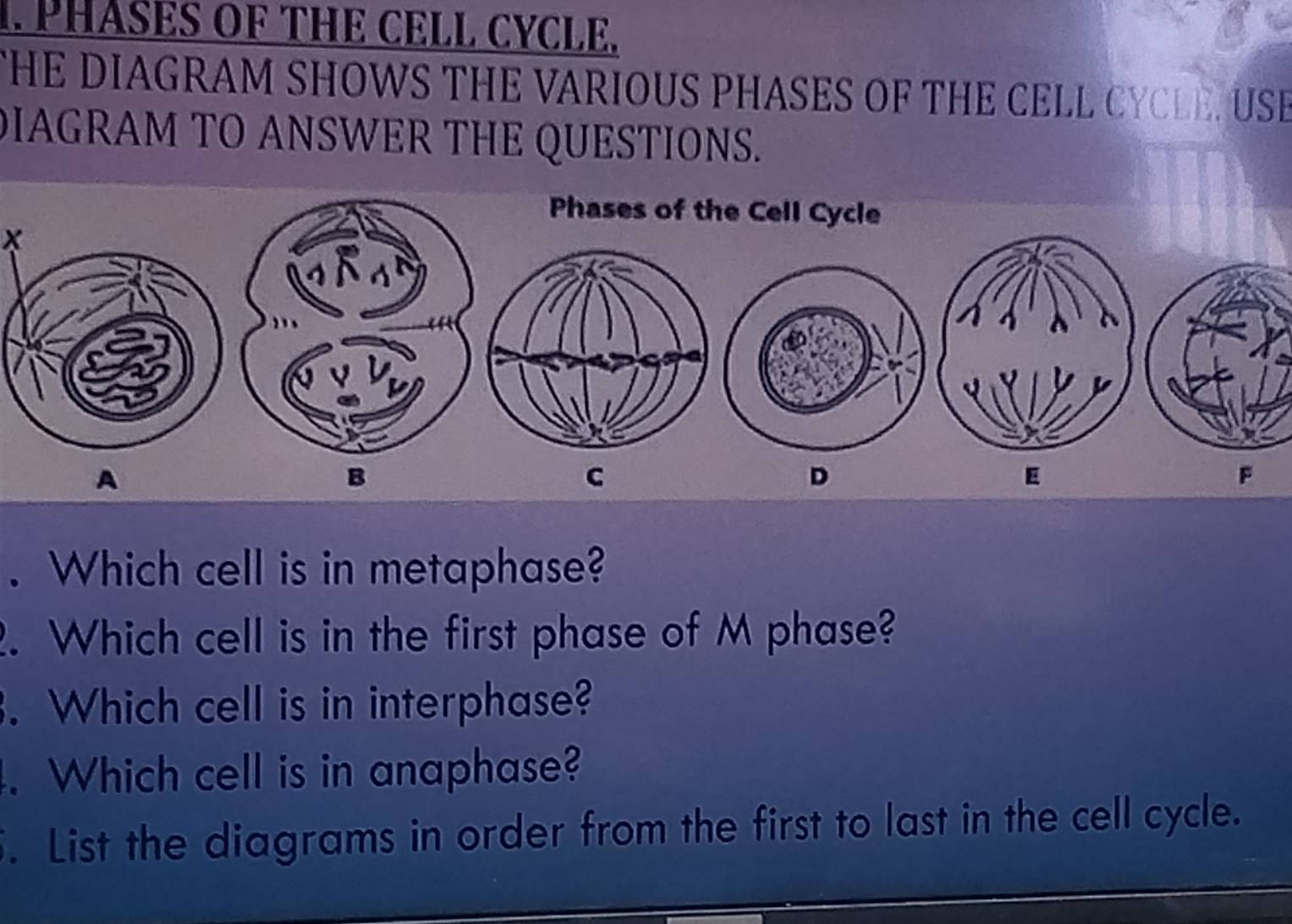 Solved: PHASES OF THE CELL CYCLE. THE DIAGRAM SHOWS THE VARIOUS PHASES ...