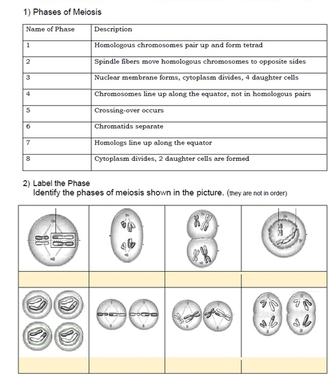 Solved: Phases of Meiosis 2) Label the Phase Identify the phases of ...