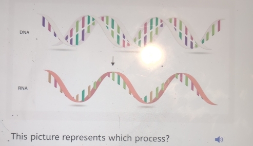 DNA 
RNA 
This picture represents which process?