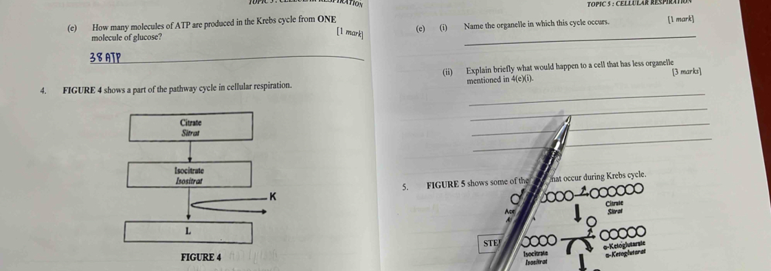 TOPIC 5 : CELLULAR RESPIRATO 
(e) How many molecules of ATP are produced in the Krebs cycle from ONE 
molecule of glucose? (e) (i) Name the organelle in which this cycle occurs. [1 mark] 
[1 mark] 
38 ATP_ 
(ii) Explain briefly what would happen to a cell that has less organelle 
_ 
4. FIGURE 4 shows a part of the pathway cycle in cellular respiration. mentioned in 4(e)(i). [3 marks] 
_ 
_ 
_ 
_ 
hat occur during Krebs cycle. 
5. FIGURE 5 shows some of the 
Citrate 
Acr 
Sitral 
A 
STE 00 α-Ketoglutarate 
Isocitrate a-Ketoglutarat 
Isositrat