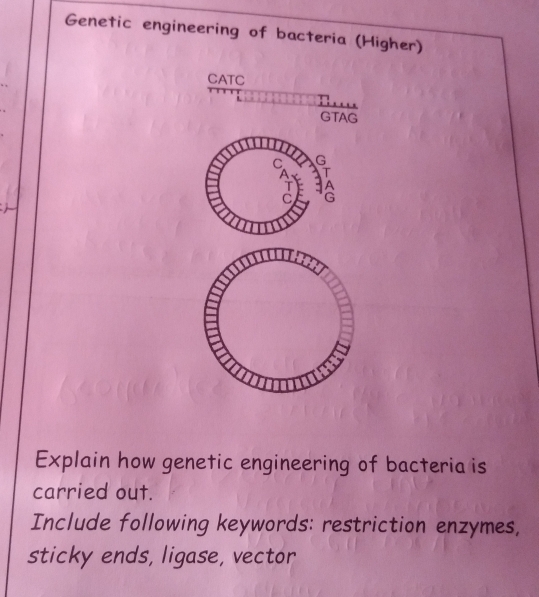 Genetic engineering of bacteria (Higher) 
Explain how genetic engineering of bacteria is 
carried out. 
Include following keywords: restriction enzymes, 
sticky ends, ligase, vector