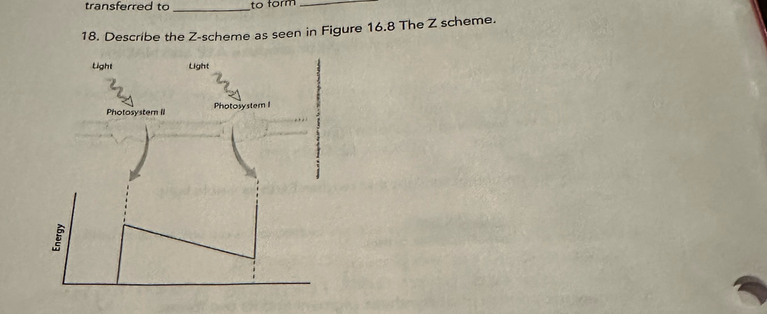 transferred to _to form_ 
18. Describe the Z -scheme as seen in Figure 16.8 The Z scheme.