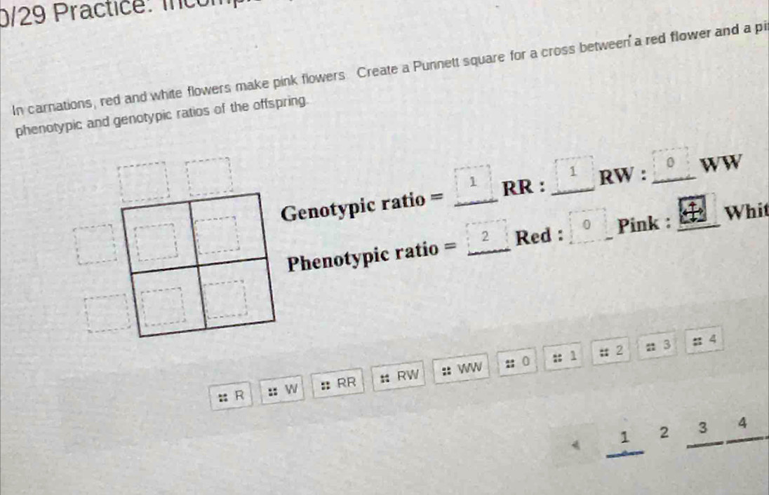 0/29 Practice: írcón 
In carnations, red and white flowers make pink flowers. Create a Punnett square for a cross between a red flower and a pi 
phenotypic and genotypic ratios of the offspring. 
Genotypic ratio = RR : RW : 。 WW 
Phenotypic ratio = 2_ Red : 。 Pink : _Whit 
:: 1 # 2 n 3 : 4 
R :: w : RR # RW :: WW :: 0
1 2 3 4