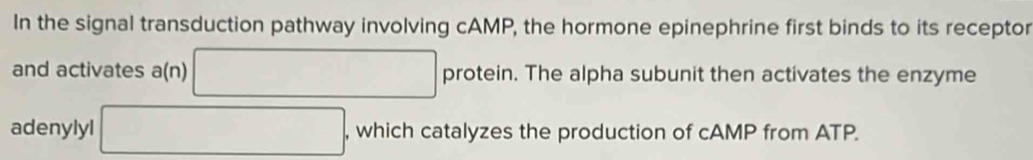 In the signal transduction pathway involving cAMP, the hormone epinephrine first binds to its receptor 
and activates a(n) □ protein. n. The alpha subunit then activates the enzyme 
adenylyl □ , which catalyzes the production of cAMP from ATP.