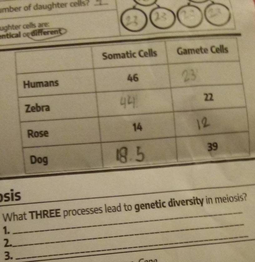 mber of daughter cells?_ 
ughter cells are: 
entdifferent 
_ 
si 
_ 
What THREE processes lead to genetic diversity in meiosis? 
1. 
2. 
_ 
3. 
_