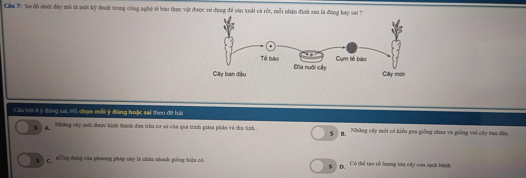 Sơ đồ dưới đây mô tả một kỹ thuật trong công nghệ tế bào thực vật được sử dụng để sản xuất cà rốt, mỗi nhận định sau là đúng hay sai ?
Câu hỏi 4 ý đúng sai, HS chọn mỗi ý đúng hoặc sai theo đề bài
A. Những cây mới được hình thành dựa trên cơ sở của quá trình giảm phân và thụ tinh.. Những cây mới có kiều gen giồng nhau và giống với cây ban đầu.
S B.
Số Có Sứng dụng của phương pháp này là nhân nhanh giống hiện có
S Dộ Có thể tạo số lượng lớn cây con sạch bệnh.