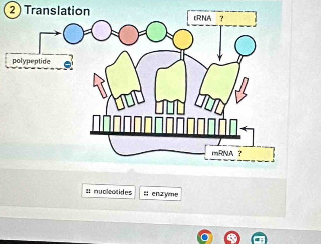 nucleotides enzyme