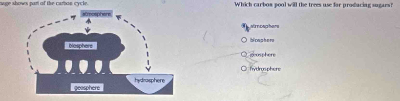 nage shows part of the carbon cycle. Which carbon pool will the trees use for producing sugars?
atmosphere
biosphere
geosphere
○ hydrosphere