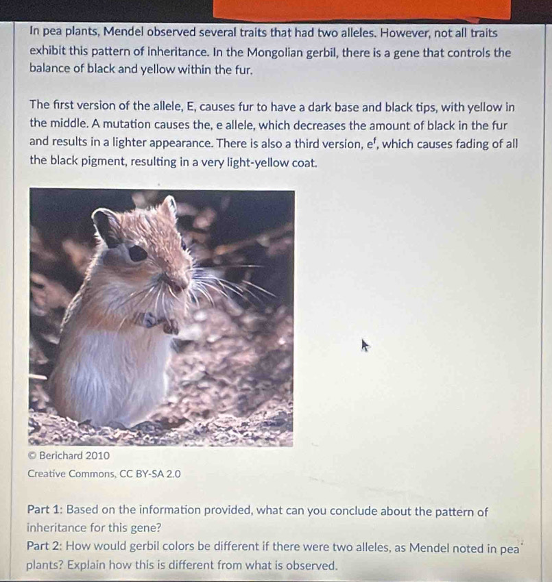 In pea plants, Mendel observed several traits that had two alleles. However, not all traits 
exhibit this pattern of inheritance. In the Mongolian gerbil, there is a gene that controls the 
balance of black and yellow within the fur. 
The first version of the allele, E, causes fur to have a dark base and black tips, with yellow in 
the middle. A mutation causes the, e allele, which decreases the amount of black in the fur 
and results in a lighter appearance. There is also a third version, ef, which causes fading of all 
the black pigment, resulting in a very light-yellow coat. 
Creative Commons, CC BY-SA 2.0 
Part 1: Based on the information provided, what can you conclude about the pattern of 
inheritance for this gene? 
Part 2: How would gerbil colors be different if there were two alleles, as Mendel noted in pea 
plants? Explain how this is different from what is observed.