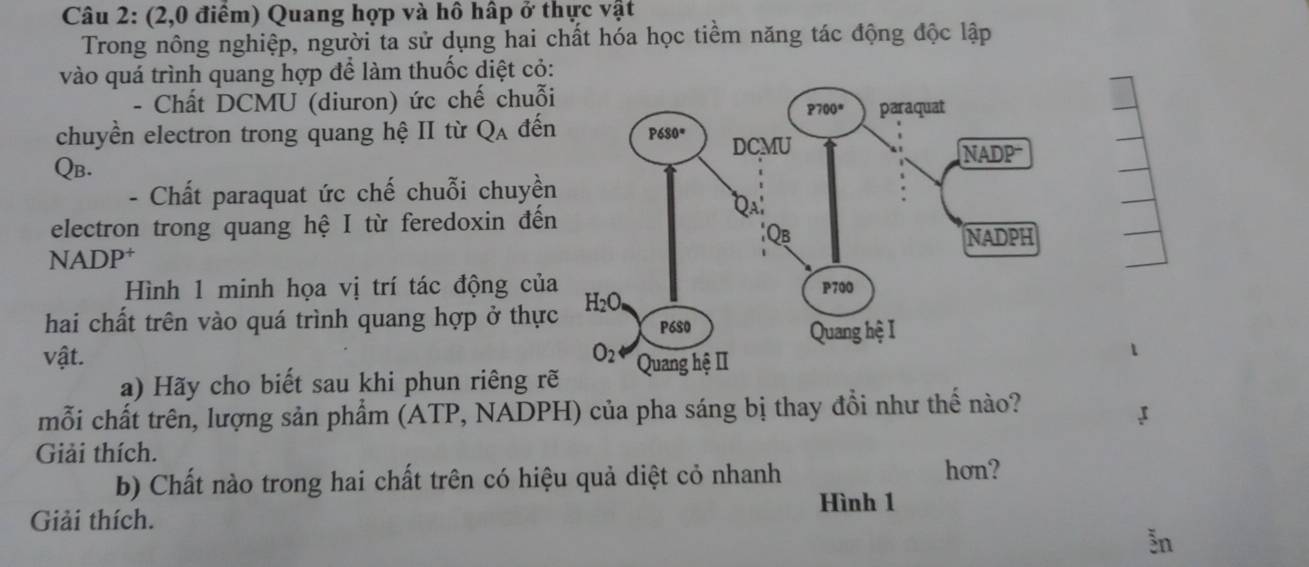 (2,0 điểm) Quang hợp và hô hập ở thực vật
Trong nông nghiệp, người ta sử dụng hai chất hóa học tiềm năng tác động độc lập
vào quá trình quang hợp để làm thuốc diệt cỏ:
- Chất DCMU (diuron) ức chế chuỗi
chuyền electron trong quang hệ II từ Q_A đến
QB. 
- Chất paraquat ức chế chuỗi chuyền
electron trong quang hệ I từ feredoxin đến
NADP†
Hình 1 minh họa vị trí tác động của
hai chất trên vào quá trình quang hợp ở thực
vật. 
a) Hãy cho biết sau khi phun riêng r
mỗi chất trên, lượng sản phẩm (ATP, NADPH) của pha sáng bị thay đồi như thế nào?

Giải thích.
b) Chất nào trong hai chất trên có hiệu quả diệt cỏ nhanh
hon?
Hình 1
Giải thích.