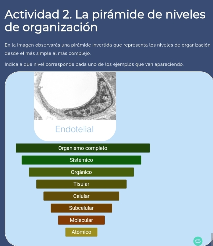 Actividad 2. La pirámide de niveles
de organización
En la imagen observarás una pirámide invertida que representa los niveles de organización
desde el más simple al más complejo.
Indica a qué nivel corresponde cada uno de los ejemplos que van apareciendo.
Organismo completo
Sistémico
Orgánico
Tisular
Celular
Subcelular
Molecular
Atómico