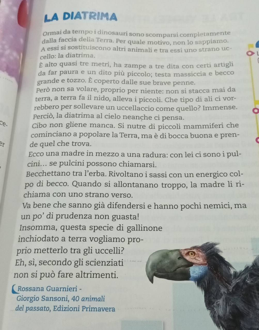 LA DIATRIMA 
Ormai da tempo i dinosauri sono scomparsi completamente 
dalla faccia della Terra. Per quale motivo, non lo sappiamo. 
A essi si sostituiscono altri animali e tra essi uno strano uc 
cello: la diatrima. 
È alto quasi tre metri, ha zampe a tre dita con certi artigli 
da far paura e un dito più piccolo; testa massiccia e becco 
grande e tozzo. È coperto dalle sue brave penne. 
Però non sa volare, proprio per niente: non si stacca mai da 
terra, a terra fa il nido, alleva i piccoli. Che tipo di ali ci vor- 
rebbero per sollevare un uccellaccio come quello? Immense. 
Perciò, la diatrima al cielo neanche ci pensa. 
e Cibo non gliene manca. Si nutre di piccoli mammiferi che 
cominciano a popolare la Terra, ma è di bocca buona e pren- 
er de quel che trova. 
Ecco una madre in mezzo a una radura: con lei ci sono i pul- 
cini... se pulcini possono chiamarsi. 
Becchettano tra l’erba. Rivoltano i sassi con un energico col- 
po di becco. Quando si allontanano troppo, la madre li ri- 
chiama con uno strano verso. 
Va bene che sanno già difendersi e hanno pochi nemici, ma 
un po’ di prudenza non guasta! 
Insomma, questa specie di gallinone 
inchiodato a terra vogliamo pro- 
prio metterlo tra gli uccelli? 
Eh, sì, secondo gli scienziati 
non si può fare altrimenti. 
Rossana Guarnieri - 
Giorgio Sansoni, 40 animali 
del passato, Edizioni Primavera