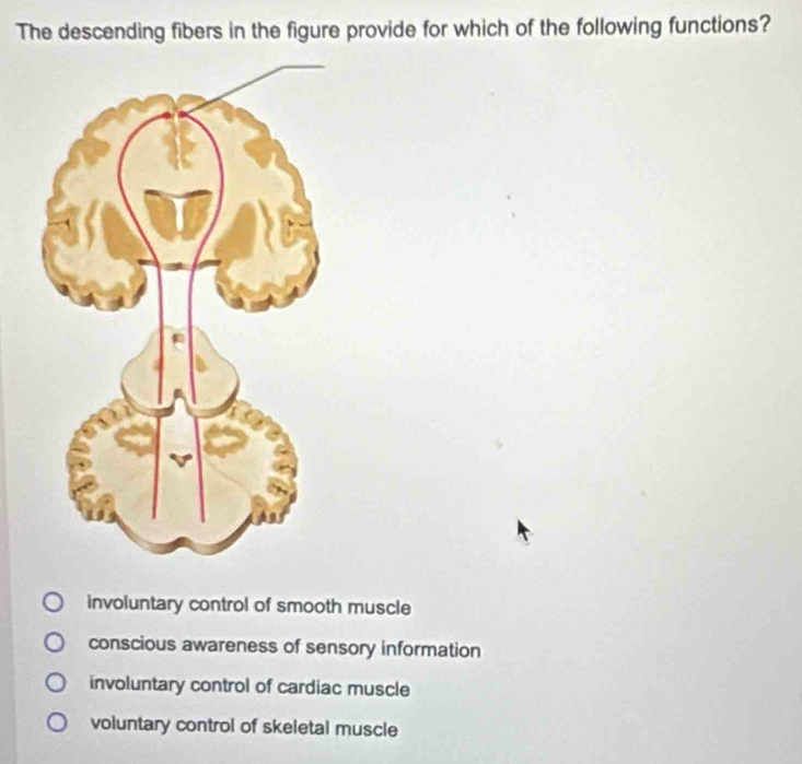 The descending fibers in the figure provide for which of the following functions?
involuntary control of smooth muscle
conscious awareness of sensory information
involuntary control of cardiac muscle
voluntary control of skeletal muscle