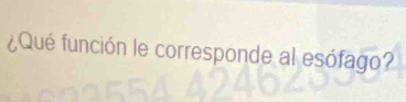 ¿Qué función le corresponde al esófago?