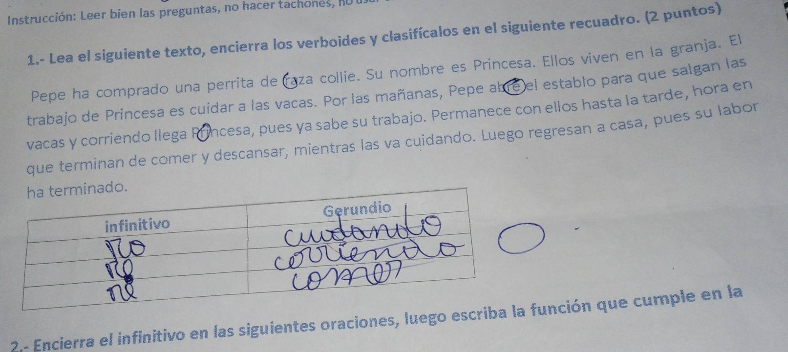 Instrucción: Leer bien las preguntas, no hacer tachones, no 
1.- Lea el siguiente texto, encierra los verboides y clasifícalos en el siguiente recuadro. (2 puntos) 
Pepe ha comprado una perrita deCaza collie. Su nombre es Princesa. Ellos viven en la granja. El 
trabajo de Princesa es cuidar a las vacas. Por las mañanas, Pepe abre el establo para que salgan las 
vacas y corriendo llega Princesa, pues ya sabe su trabajo. Permanece con ellos hasta la tarde, hora en 
que terminan de comer y descansar, mientras las va cuidando. Luego regresan a casa, pues su labor 
nado. 
2.- Encierra el infinitivo en las siguientes oraciones, luegofunción que cumple en la