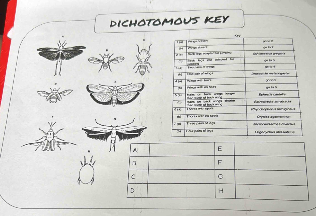 dichotomous key