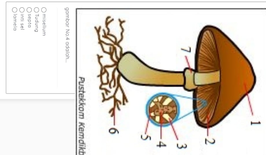 1
3
4
Pustekkom Kemdikb
g
_
miselium
Tudung
septa
inti sel
lamela