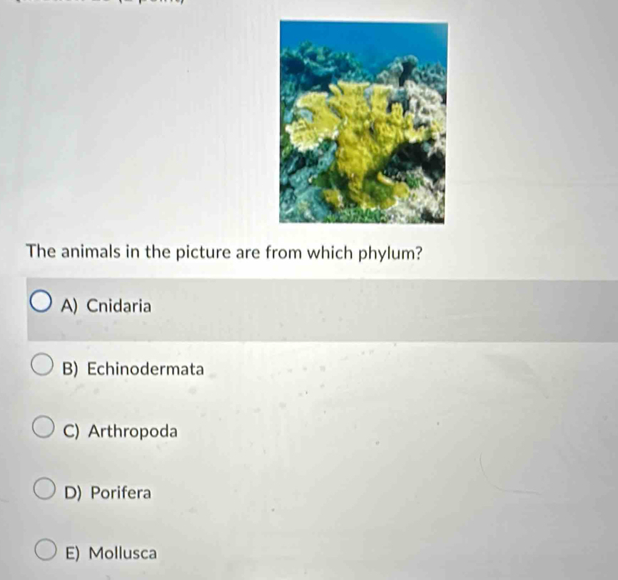 The animals in the picture are from which phylum?
A) Cnidaria
B) Echinodermata
C) Arthropoda
D) Porifera
E) Mollusca