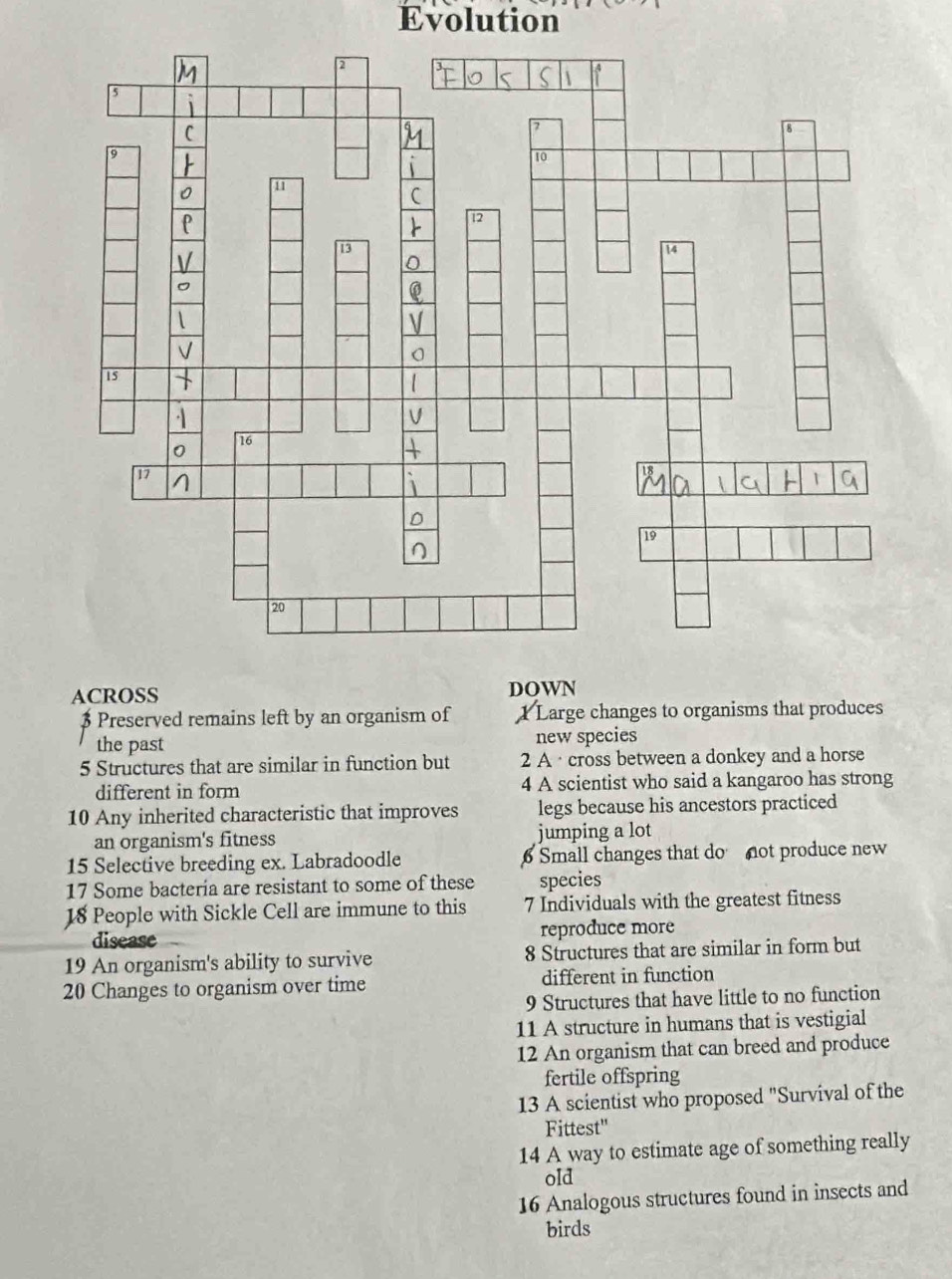 Evolution
ACROSS DOWN
$ Preserved remains left by an organism of Large changes to organisms that produces
the past new species
5 Structures that are similar in function but 2 A · cross between a donkey and a horse
different in form 4 A scientist who said a kangaroo has strong
10 Any inherited characteristic that improves legs because his ancestors practiced
an organism's fitness jumping a lot
15 Selective breeding ex. Labradoodle Small changes that do not produce new
17 Some bacteria are resistant to some of these species
18 People with Sickle Cell are immune to this 7 Individuals with the greatest fitness
disease reproduce more
19 An organism's ability to survive 8 Structures that are similar in form but
20 Changes to organism over time different in function
9 Structures that have little to no function
11 A structure in humans that is vestigial
12 An organism that can breed and produce
fertile offspring
13 A scientist who proposed "Survival of the
Fittest"
14 A way to estimate age of something really
old
16 Analogous structures found in insects and
birds