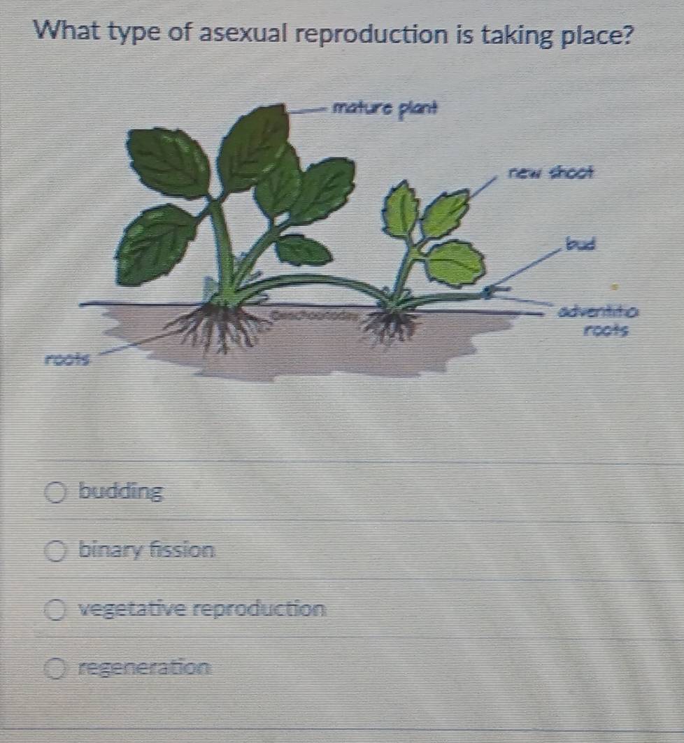 What type of asexual reproduction is taking place?
budding
binary fission
vegetative reproduction
regeneration