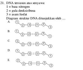 DNA tersusun atas senyawa:
1= basa nitrogen
2= gula deoksiribosa
3= asam fosfat
Diagram struktur DNA ditunjukkan oleh ....
A. a -3==1- enclosecircle2
a
B.
-2==2-3 1
C.
D.
E.
a -(1)==1- enclosecircle3 ②