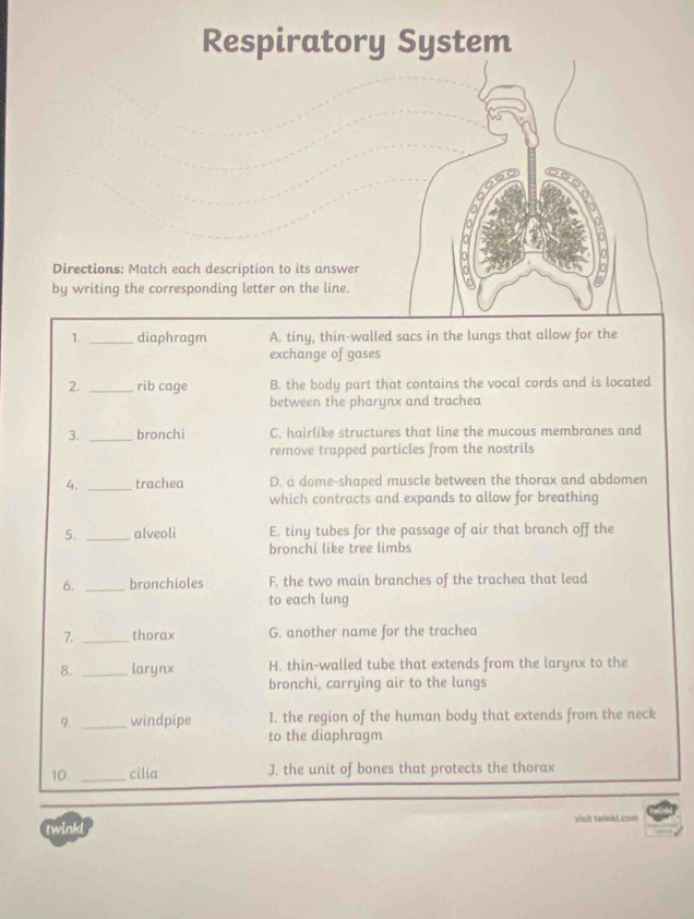 Respiratory System
M
^
Directions: Match each description to its answer
:
by writing the corresponding letter on the line.
1. _diaphragm A. tiny, thin-walled sacs in the lungs that allow for the
exchange of gases
2. _rib cage B. the body part that contains the vocal cords and is located
between the pharynx and trachea
3. _bronchi C. hairlike structures that line the mucous membranes and
remove trapped particles from the nostrils
4. _trachea D. a dome-shaped muscle between the thorax and abdomen
which contracts and expands to allow for breathing
5. _alveoli E. tiny tubes for the passage of air that branch off the
bronchi like tree limbs
6. _bronchioles F. the two main branches of the trachea that lead
to each lung
7. _thorax G. another name for the trachea
8. _larynx H. thin-walled tube that extends from the larynx to the
bronchi, carrying air to the lungs
9. _windpipe I. the region of the human body that extends from the neck
to the diaphragm
10. _cilia J. the unit of bones that protects the thorax
twink! visit twink1.com