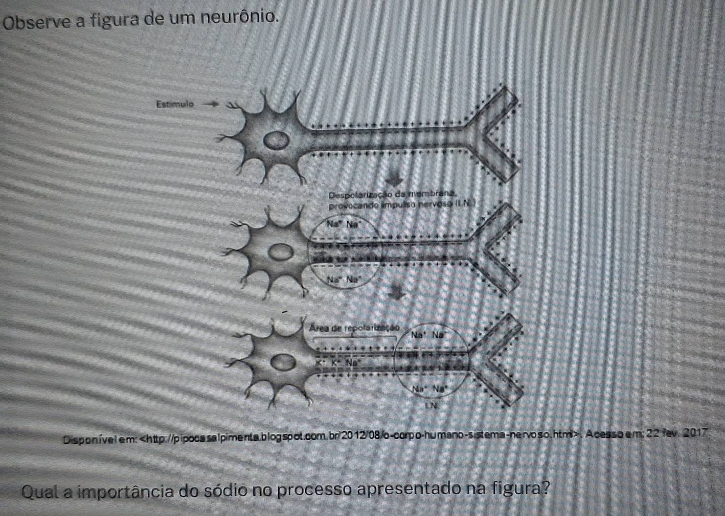 Observe a figura de um neurônio.
Disponível em:. A cessoem: 22 fev. 2017.
Qual a importância do sódio no processo apresentado na figura?