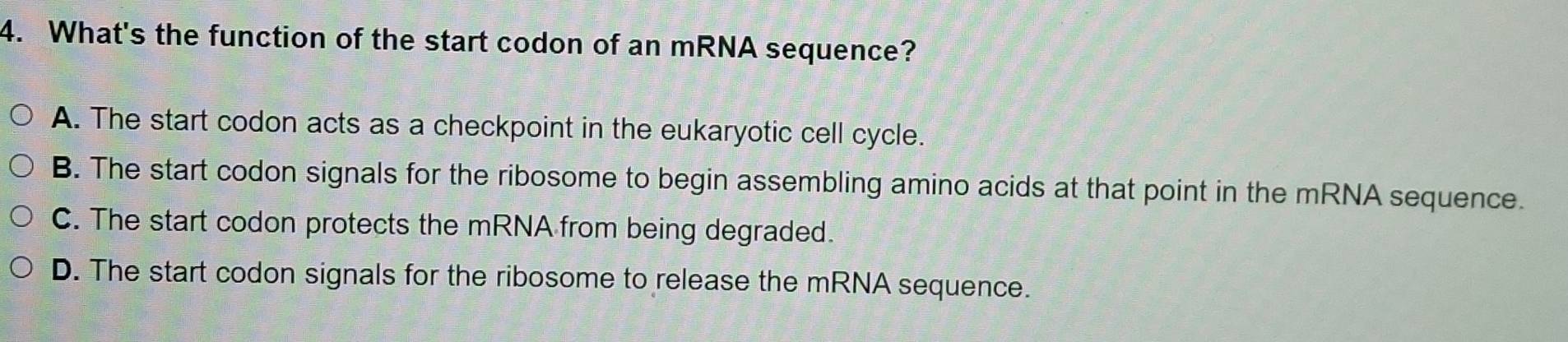 What's the function of the start codon of an mRNA sequence?
A. The start codon acts as a checkpoint in the eukaryotic cell cycle.
B. The start codon signals for the ribosome to begin assembling amino acids at that point in the mRNA sequence.
C. The start codon protects the mRNA from being degraded.
D. The start codon signals for the ribosome to release the mRNA sequence.