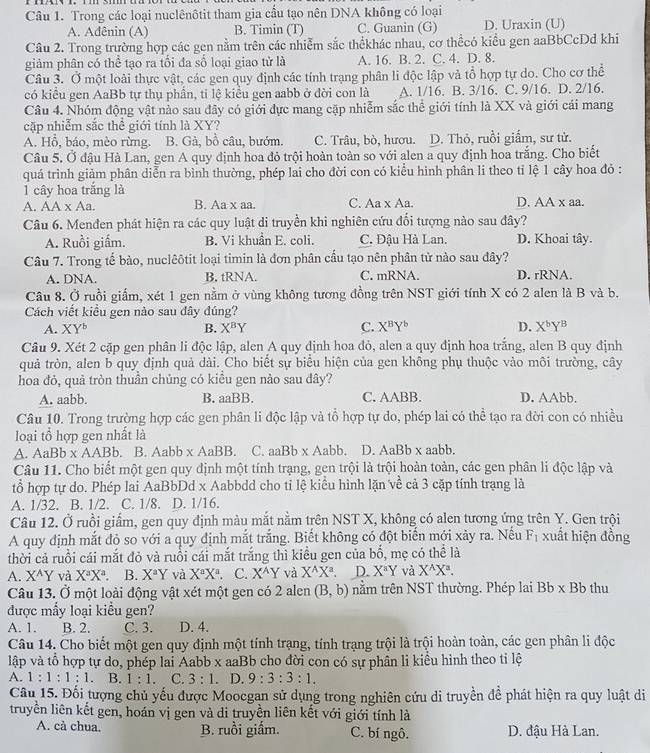 Trong các loại nuclênôtit tham gia cầu tạo nên DNA không có loại
A. Ađênin (A) B. Timin (T) C. Guanin (G) D. Uraxin (U)
Câu 2. Trong trường hợp các gen nằm trên các nhiễm sắc thểkhác nhau, cơ thềcỏ kiều gen aaBbCcDd khi
giảm phân có thể tạo ra tổi đa số loại giao tử là A. 16. B. 2. C. 4. D. 8.
Câu 3. Ở một loài thực vật, các gen quy định các tính trạng phân li độc lập và tổ hợp tự do. Cho cơ thể
có kiểu gen AaBb tự thụ phần, ti lệ kiểu gen aabb ở đời con là A. 1/16. B. 3/16. C. 9/16. D. 2/16.
Câu 4. Nhóm động vật nào sau đây có giới đực mang cặp nhiễm sắc thể giới tính là XX và giới cái mang
cặp nhiễm sắc thể giới tính là XY?
A. Hỗ, báo, mèo rừng. B. Gà, bồ câu, bướm. C. Trâu, bò, hươu. D. Thỏ, ruồi giấm, sư từ.
Câu 5. Ở đậu Hà Lan, gen A quy định hoa đỏ trội hoàn toàn so với alen a quy định hoa trắng. Cho biết
quá trình giảm phân diễn ra bình thường, phép lai cho đời con có kiểu hình phân li theo tỉ lệ 1 cây hoa đỏ :
1 cây hoa trắng là
A. AA* Aa. B. Aa x aa. C. Aa x Aa. D. AA x aa.
Câu 6. Menđen phát hiện ra các quy luật di truyền khi nghiên cứu đối tượng nào sau đây?
A. Ruồi giấm. B. Vi khuẩn E. coli. C. Đậu Hà Lan. D. Khoai tây.
Câu 7. Trong tế bào, nuclêôtit loại timin là đơn phân cầu tạo nên phân tử nào sau đây?
A. DNA. B. tRNA. C. mRNA. D. rRNA.
Câu 8. Ở ruồi giấm, xét 1 gen nằm ở vùng không tương đồng trên NST giới tính X có 2 alen là B và b.
Cách viết kiểu gen nào sau đây đúng?
A. XY^b B. X^BY C. X^BY^b D. X^bY^B
Câu 9. Xét 2 cặp gen phân li độc lập, alen A quy định hoa đỏ, alen a quy định hoa trắng, alen B quy định
quả tròn, alen b quy định quả dài. Cho biết sự biểu hiện của gen không phụ thuộc vào môi trường, cây
hoa đỏ, quả tròn thuần chủng có kiểu gen nào sau đây?
A. aabb. B.aaBB. C. AABB. D. AAbb.
Câu 10. Trong trường hợp các gen phân li độc lập và tổ hợp tự do, phép lai có thể tạo ra đời con có nhiều
loại tổ hợp gen nhất là
A. AaBb* AABb. B. Aabb* AaBB. C. aaBb* Aabb. D. AaBbX aabb.
Câu 11. Cho biết một gen quy định một tính trạng, gen trội là trội hoàn toàn, các gen phân li độc lập và
tổ hợp tự do. Phép lai AaBbDd x Aabbdd cho tỉ lệ kiểu hình lặn về cả 3 cặp tính trạng là
A. 1/32. B. 1/2. C. 1/8. D. 1/16.
Câu 12. Ở ruồi giấm, gen quy định màu mắt nằm trên NST X, không có alen tương ứng trên Y. Gen trội
A quy định mắt độ so với a quy định mắt trắng. Biết không có đột biến mới xày ra. Nếu F_1 xuất hiện đồng
thời cả ruồi cái mắt đỏ và ruồi cái mắt trắng thì kiểu gen của bổ, mẹ có thể là
A. X^AY và X^aX^a. B. X^aY và X^aX^a C. X^AY và X^AX^a. D. X^aY và X^AX^a.
Câu 13. Ở một loài động vật xét một gen có 2 alen (B,b) nằm trên NST thường. Phép lai Bb* Bb thu
được mẫy loại kiểu gen?
A. 1. B. 2. C. 3. D. 4.
Câu 14. Cho biết một gen quy định một tính trạng, tính trạng trội là trội hoàn toàn, các gen phân li độc
lập và tổ hợp tự do, phép lai Aabb x aaBb cho đời con có sự phân li kiểu hình theo tỉ lệ
A. 1:1:1:1. B. 1:1. C. 3:1. D. 9:3:3:1.
Câu 15. Đối tượng chủ yếu được Moocgan sử dụng trong nghiên cứu di truyền để phát hiện ra quy luật di
truyền liên kết gen, hoán vị gen và di truyền liên kết với giới tính là
A. cà chua. B. ruồi giấm. C. bí ngô. D. đậu Hà Lan.