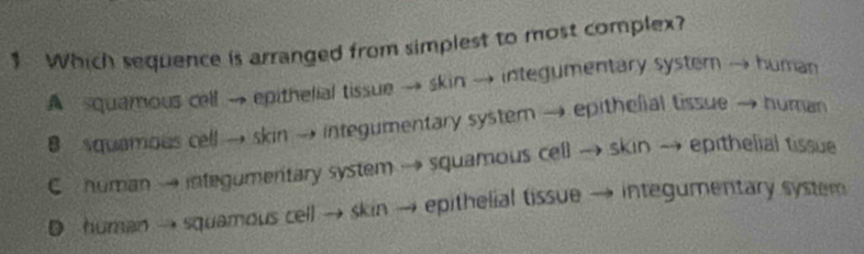 Which sequence is arranged from simplest to most complex?
A squamous cell → epithelial tissue → skin → integumentary system → human
8 squamous cell → skin → integumentary system → epithelial tissue → human
C numan → integumentary system → squamous cell → skin → epithelial tissue
D human → squamous cell → skin → epithelial tissue → integumentary system