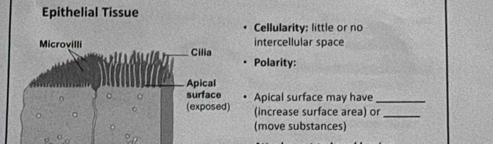 Epithelial Tissue 
Cellularity: little or no 
intercellular space 
Polarity: 
Apical surface may have_ 
(increase surface area) or_ 
(move substances) 
o