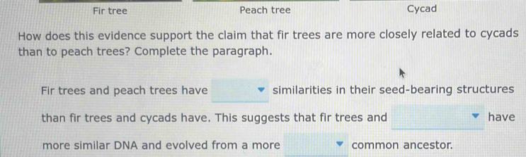 Fir tree Peach tree Cycad 
How does this evidence support the claim that fir trees are more closely related to cycads 
than to peach trees? Complete the paragraph. 
Fir trees and peach trees have similarities in their seed-bearing structures 
than fir trees and cycads have. This suggests that fir trees and have 
more similar DNA and evolved from a more common ancestor.