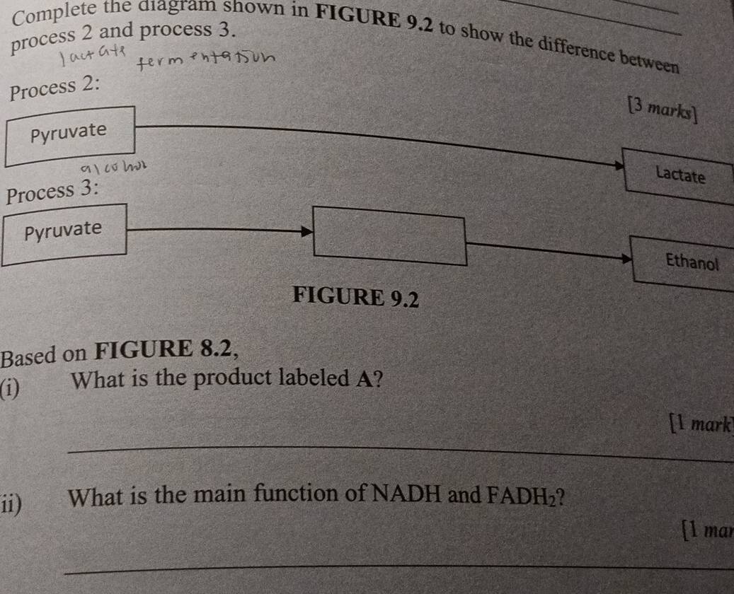 process 2 and process 3. 
Complete the diagram shown in FIGURE 9.2 to show the difference between 
Process 2: 
[3 marks] 
Pyruvate 
Lactate 
Process 3: 
Pyruvate 
Ethanol 
FIGURE 9.2 
Based on FIGURE 8.2, 
(i) What is the product labeled A? 
_ 
[1 mark 
ii) What is the main function of NADH and FADH_2
[1 mar 
_ 
_ 
_