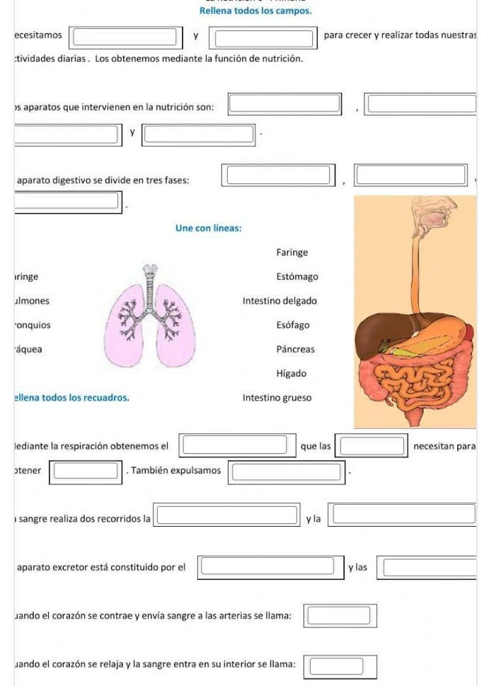 Rellena todos los campos. 
ecesitamos □ y para crecer y realizar todas nuestras 
(□)° 
:tividades diarias . Los obtenemos mediante la función de nutrición. 
)s aparatos que intervienen en la nutrición son:
(-3,4) y r= □ /□   □ 
aparato digestivo se divide en tres fases: □ □  □
x_A=v_At_(2m)^2
Une con líneas: 
Faringe 
IringeEstómago 
⊥lmonesIntestino delgado 
*onquiosEsófago 
áqueaPáncreas 
Hígado 
ellena todos los recuadros. Intestino grueso 
lediante la respiración obtenemos el □  □ que las □ necesitan para 
ɔtener □ . También expulsamos □ 
i sangre realiza dos recorridos la _  y la (-3,4)
aparato excretor está constituido por el □ □ y las □ 
Jando el corazón se contrae y envía sangre a las arterias se llama: □ 
uando el corazón se relaja y la sangre entra en su interior se llama: □