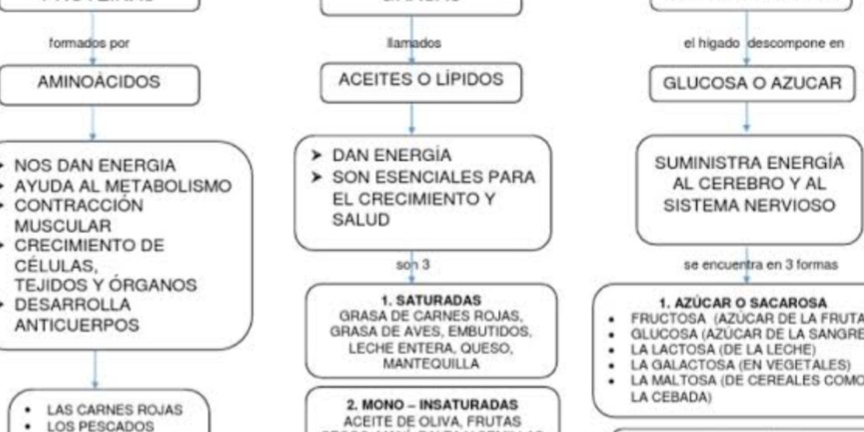 formados por llamados el higado descompone en 
AMINOACIDOS ACEITES O LİPIDOS GLUCOSA O AZUCAR 
NOS DAN ENERGIA DAN ENERGIA SUMINISTRA ENERGÍA 
AYUDA AL METABOLISMO SON ESENCIALES PARA AL CEREBRO Y AL 
CONTRACCIÓN EL CRECIMIENTO Y SISTEMA NERVIOSO 
MUSCULAR SALUD 
CRECIMIENTO DE 
CLULAS, son 3 se encuentra en 3 formas 
TEJIDOS Y ÓRGANOS 
1. SATURADAS 1. AZÚCAR O SACAROSA 
DESARROLLA GRASA DE CARNES ROJAS. FRUCTOSA (AZÚCAR DE LA FRUTA 
ANTICUERPOS GRASA DE AVES, EMBUTIDOS, GLUCOSA (AZÚCAR DE LA SANGRE 
LECHE ENTERA. QUESO. LA LACTOSA (DE LA LECHE) 
MANTEQUILLA LA GALACTOSA (EN VEGETALES) 
LA MALTOSA (DE CEREALES COM) 
LAS CARNES ROJAS 2. MONO - INSATURADAS 
LA CEBADA) 
LOS PESCADOS ACEITE DE OLIVA, FRUTAS