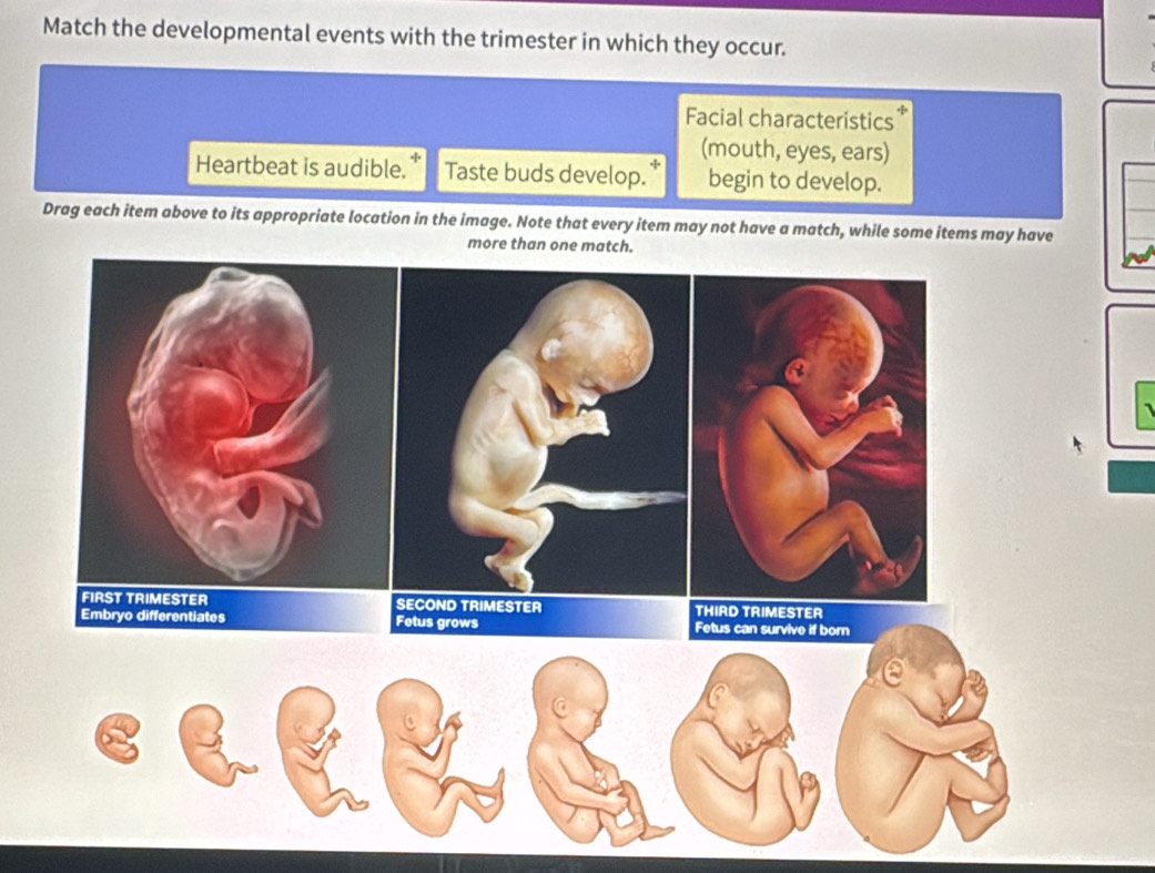 Match the developmental events with the trimester in which they occur. 
Facial characteristics 
(mouth, eyes, ears) 
Heartbeat is audible. Taste buds develop. begin to develop. 
Drag each item above to its appropriate location in the image. Note that every item may not have a match, while some items may have 
more than one match. 
ECOND TRIMESTER THIRD TRIMESTER 
etus grows Fetus can survive if born