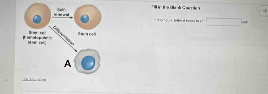 Fill in the Blank Question 
4 
In this figure, letter A refers to a(n) □ cell