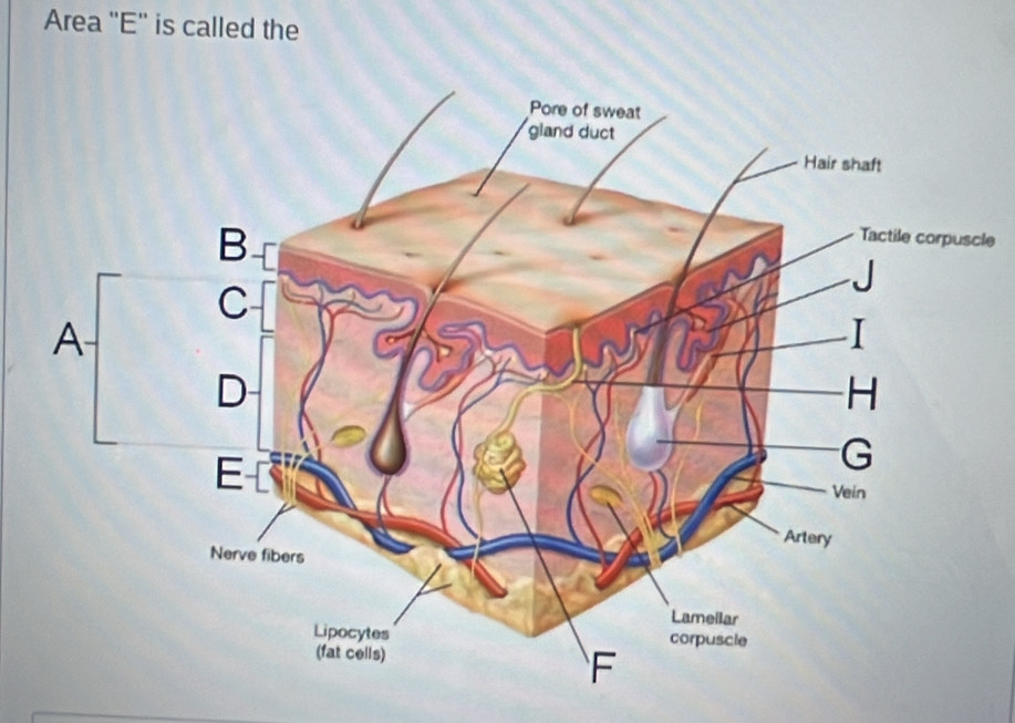 Area ''E'' is called the 
le