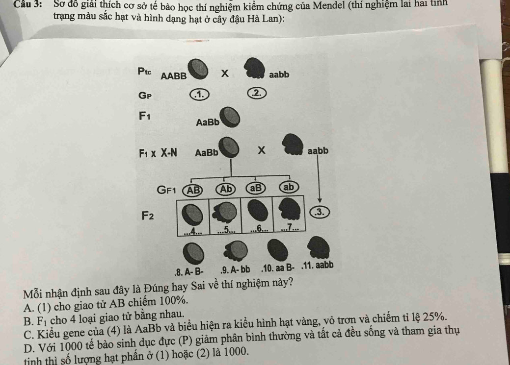 Cầu 3:  Sơ đồ giải thích cơ sở tế bào học thí nghiệm kiểm chứng của Mendel (thí nghiệm lai hai tinh
trạng màu sắc hạt và hình dạng hạt ở cây đậu Hà Lan):
Mỗi nhận định sau đây là Đúng hay Sai về thí nghiệm này?
A. (1) cho giao tử AB chiếm 100%.
B. F_1 cho 4 loại giao tử bằng nhau.
C. Kiểu gene của (4) là AaBb và biểu hiện ra kiểu hình hạt vàng, vỏ trơn và chiếm tỉ lệ 25%.
D. Với 1000 tế bào sinh dục đực (P) giảm phân bình thường và tất cả đều sống và tham gia thụ
tinh thì số lượng hạt phần ở (1) hoặc (2) là 1000.