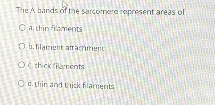 The A-bands of the sarcomere represent areas of
a. thin filaments
b. filament attachment
c. thick filaments
d. thin and thick filaments