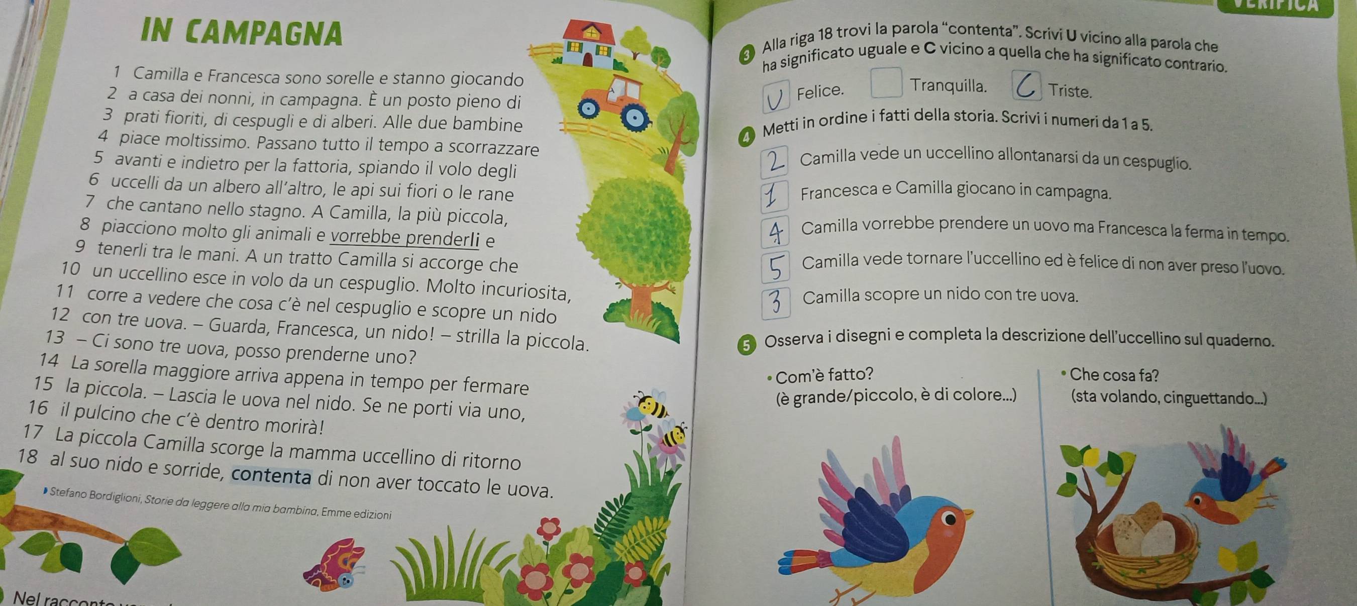 IN CAMPAGNA
a 
Alla riga 18 trovi la parola “contenta”. Scrivi U vicino alla parola che
ha significato uguale e C vicino a quella che ha significato contrario.
1 Camilla e Francesca sono sorelle e stanno giocando
2 a casa dei nonni, in campagna. È un posto pieno di
Felice. Tranquilla. Triste.
3 prati fioriti, di cespugli e di alberi. Alle due bambine Metti in ordine i fatti della storia. Scrivi i numeri da 1 a 5.
4 piace moltissimo. Passano tutto il tempo a scorrazzare Camilla vede un uccellino allontanarsi da un cespuglio.
5 avanti e indietro per la fattoria, spiando il volo degli
6 uccelli da un albero all’altro, le api sui fiori o le rane Francesca e Camilla giocano in campagna.
7 che cantano nello stagno. A Camilla, la più piccola, Camilla vorrebbe prendere un uovo ma Francesca la ferma in tempo.
8 piacciono molto gli animali e vorrebbe prenderIi e
9 tenerli tra le mani. A un tratto Camilla si accorge che
Camilla vede tornare l'uccellino ed è felice di non aver preso l'uovo.
10 un uccellino esce in volo da un cespuglio. Molto incuriosita,
Camilla scopre un nido con tre uova.
11 corre a vedere che cosa c’è nel cespuglio e scopre un nido
12 con tre uova. - Guarda, Francesca, un nido! - strilla la piccola.
5 Osserva i disegni e completa la descrizione dell'uccellino sul quaderno
13 - Ci sono tre uova, posso prenderne uno?
14 La sorella maggiore arriva appena in tempo per fermare
•  Com'è fatto? Che cosa fa?
(è grande/piccolo, è di colore...) (sta volando, cinguettando...)
15 la piccola. - Lascia le uova nel nido. Se ne porti via uno,
16 il pulcino che c'è dentro morirà!
17 La piccola Camilla scorge la mamma uccellino di ritorno
18 al suo nido e sorride, contenta di non aver toccato le uova.
• Stefano Bordiglioni, Storie da leggere alla mia bambina, Emme edizioni