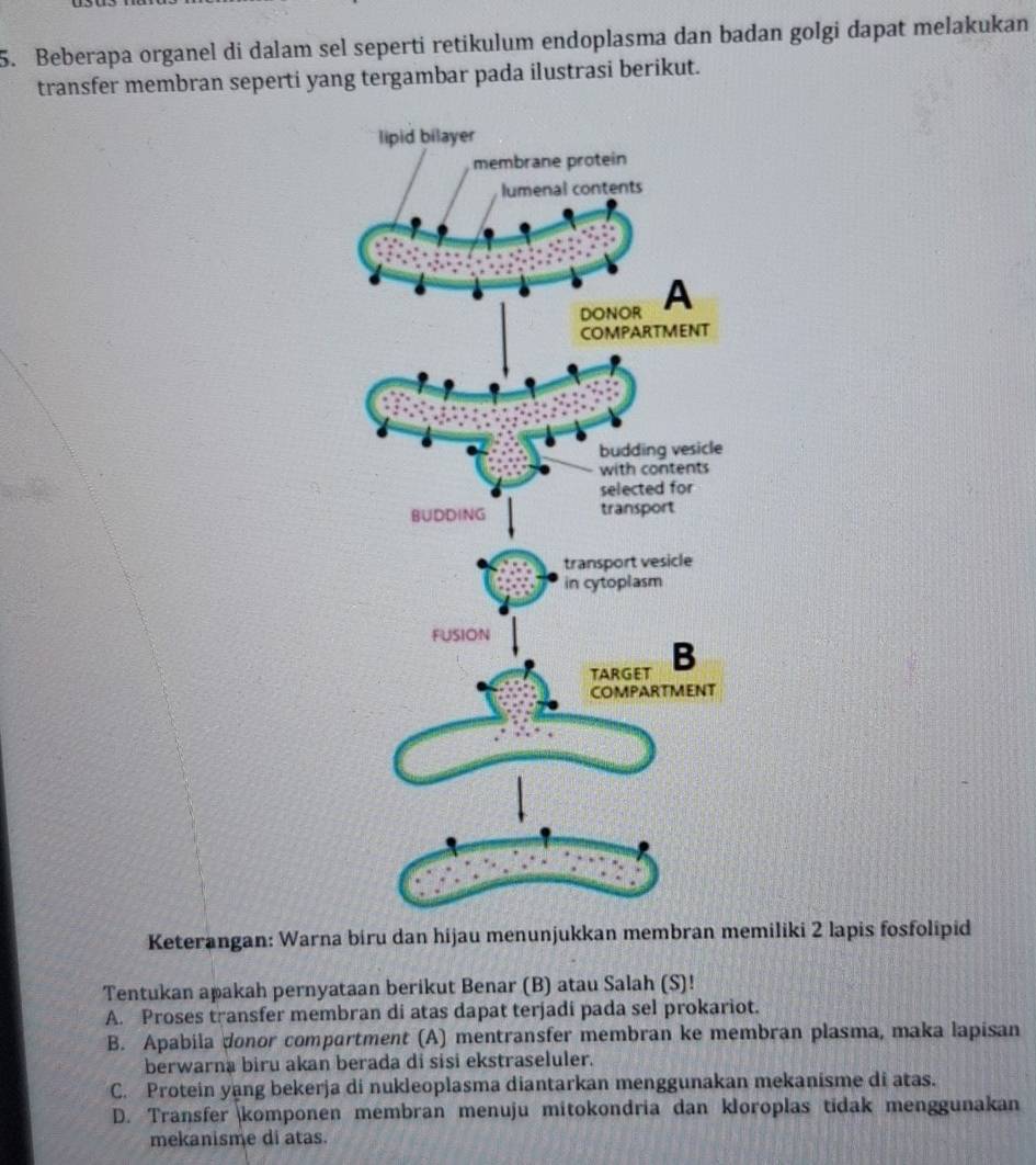 Beberapa organel di dalam sel seperti retikulum endoplasma dan badan golgi dapat melakukan
transfer membran seperti yang tergambar pada ilustrasi berikut.
Keterangan: Warna biru dan hijau menunjukkan membran memiliki 2 lapis fosfolipid
Tentukan apakah pernyataan berikut Benar (B) atau Salah (S)!
A. Proses transfer membran di atas dapat terjadi pada sel prokariot.
B. Apabila donor compartment (A) mentransfer membran ke membran plasma, maka lapisan
berwarna biru akan berada di sisi ekstraseluler.
C. Protein yang bekerja di nukleoplasma diantarkan menggunakan mekanisme di atas.
D. Transfer komponen membran menuju mitokondria dan kloroplas tidak menggunakan
mekanisme di atas.